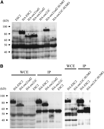 Figure 3.—