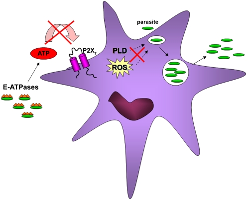 Fig. 2