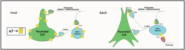 During fetal development (left panel), cerebral alpha-7 nicotinic receptors are found on both pyramidal cells and interneurons. Choline in the extracellular fluid, rather than synpatic release of acetylcholine from cholinergic synapses (which have not yet reached the cerebrum), activates these fetal receptors. Postnatally (right panel), when cholinergic innervation has developed, acetylcholine activates the receptors, which are then restricted to interneurons. The activation of alpha-7 nicotinic receptors is required for the conversion of GABA from excitatory in fetal life to inhibitory in adult life and for the conversion of excitatory glutamate neurotransmisson from slower NMDA-type receptors to faster AMPA/kainate-type receptors.