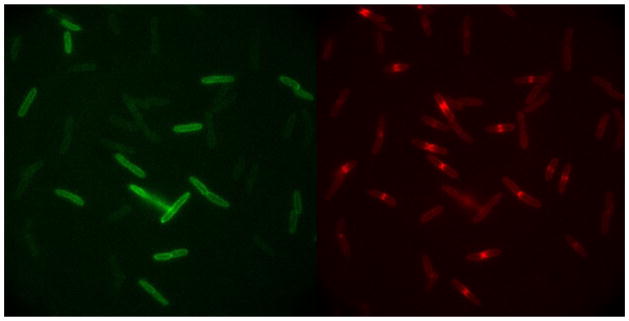 Figure 5 (Key Figure)