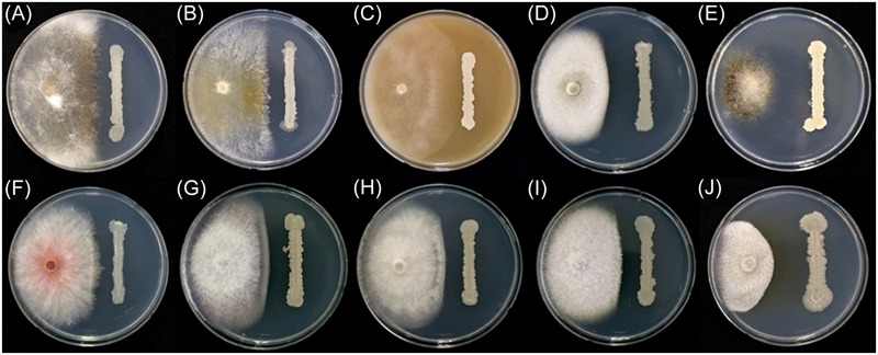 FIGURE 3