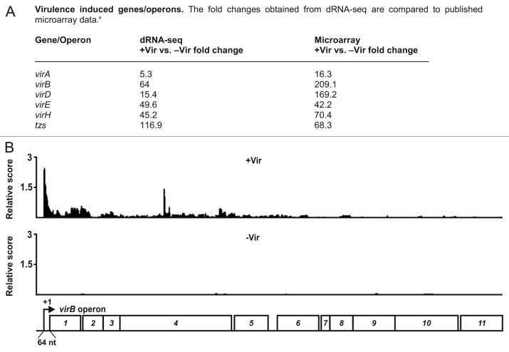 graphic file with name rna-9-446-g2.jpg