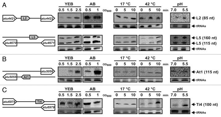 graphic file with name rna-9-446-g5.jpg