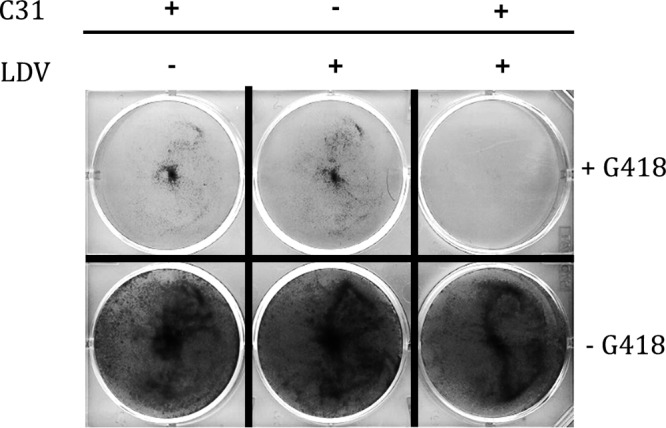 FIG 3