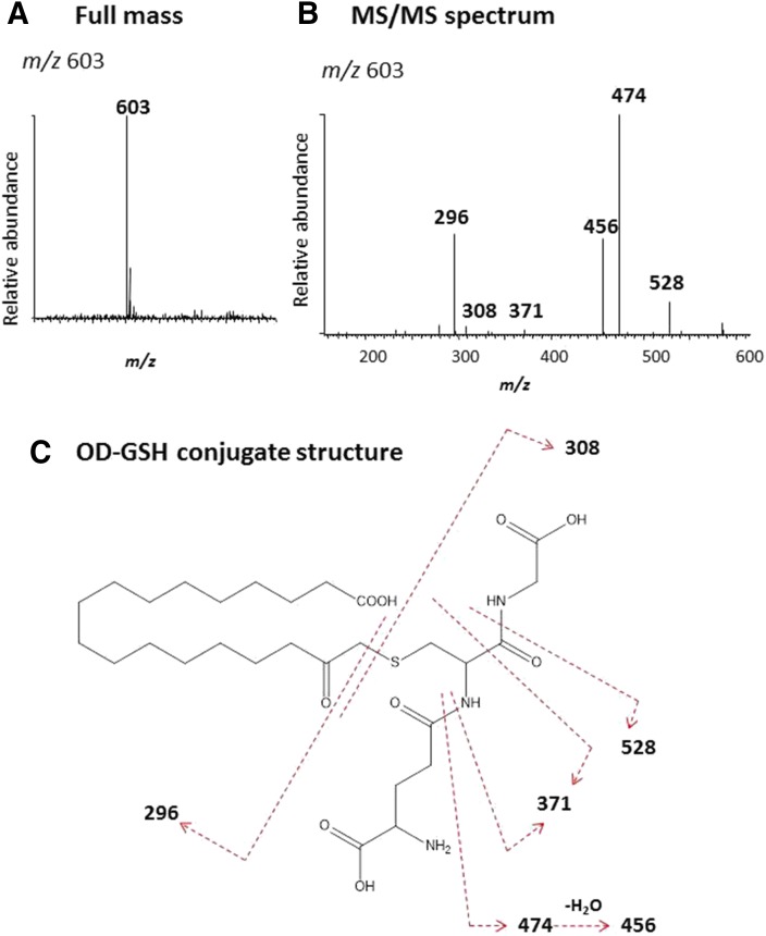 Fig. 8.