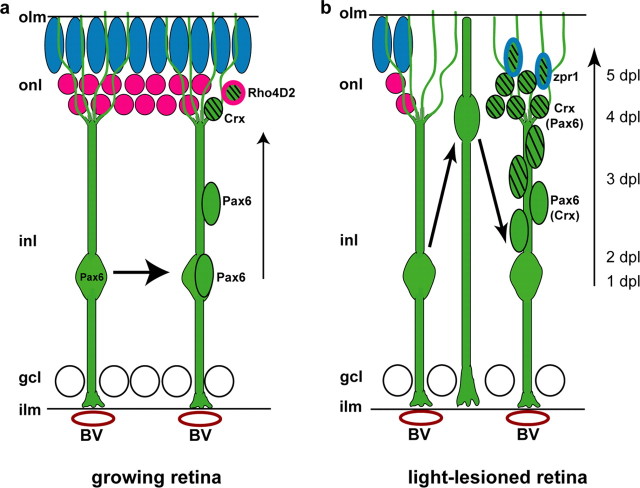 Figure 10.