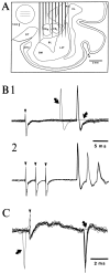 Fig. 1.