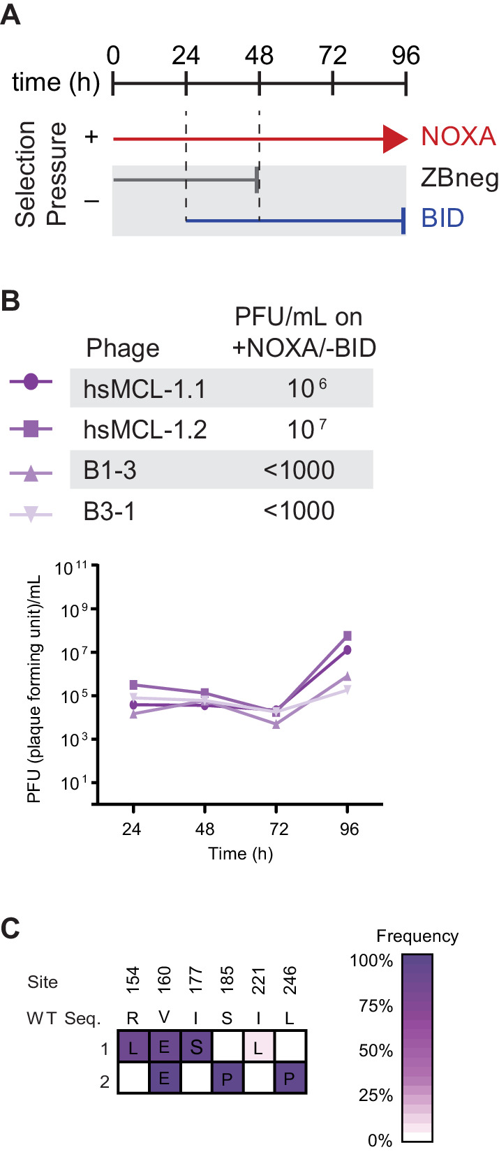 Figure 9—figure supplement 1.