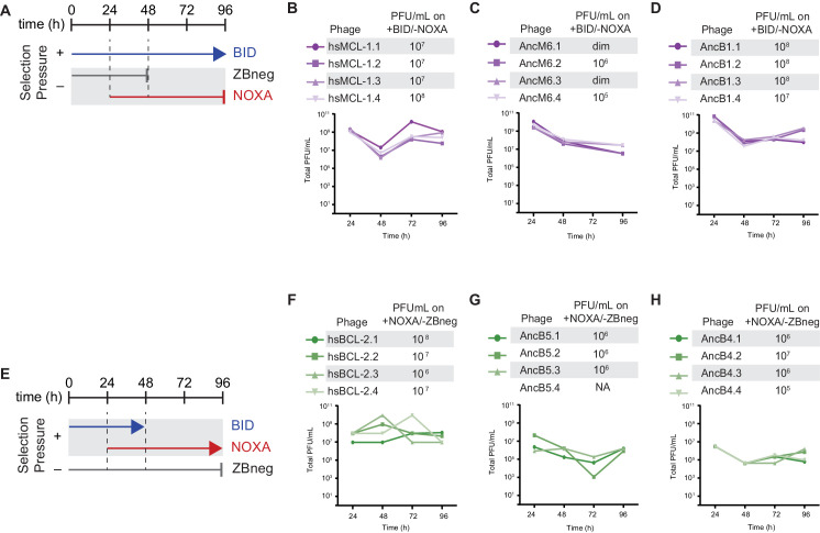 Figure 3—figure supplement 2.