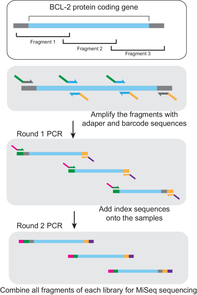 Figure 4—figure supplement 1.