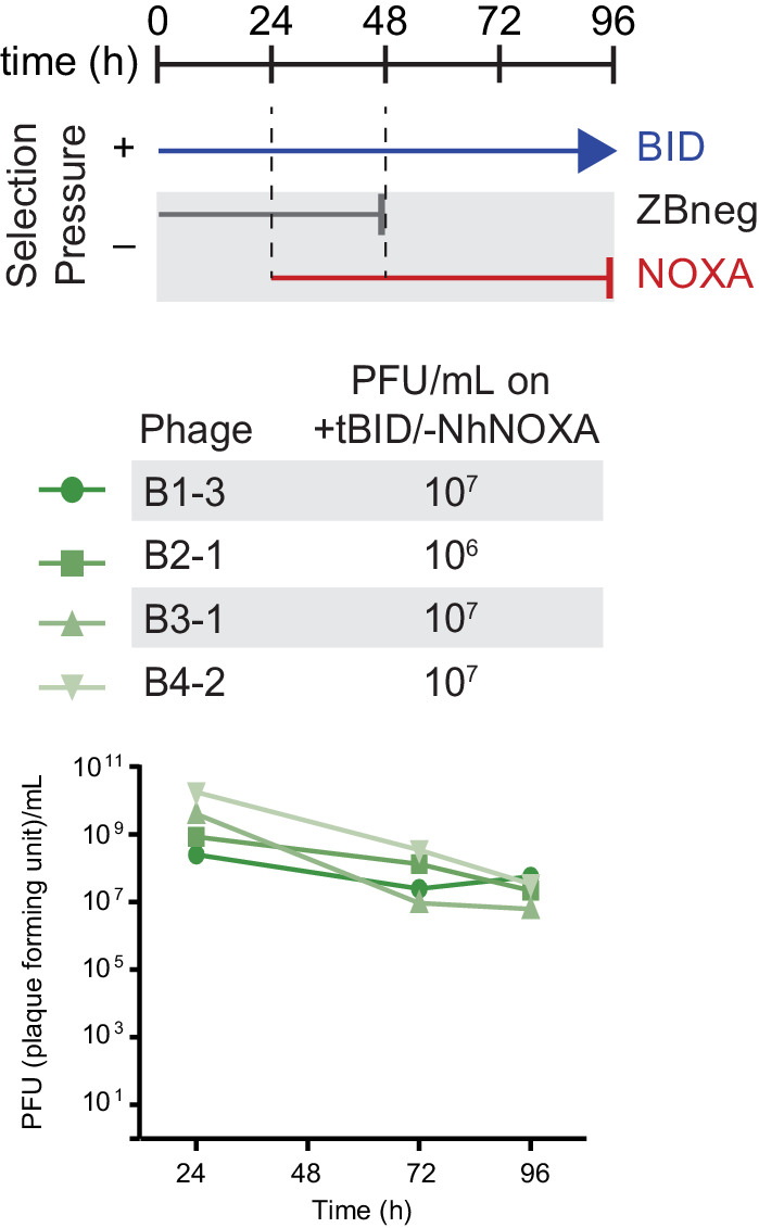 Figure 9—figure supplement 2.