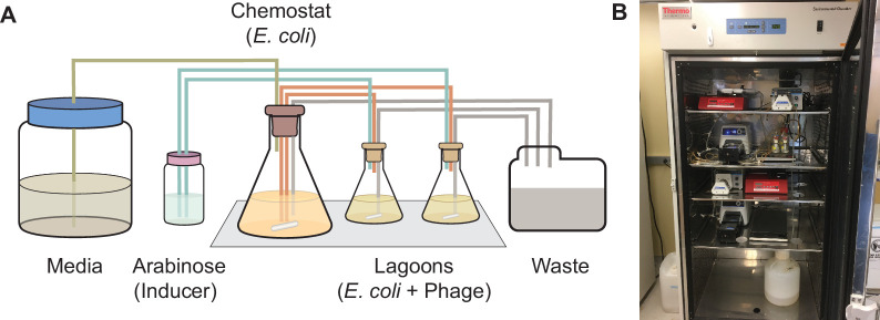 Figure 3—figure supplement 1.