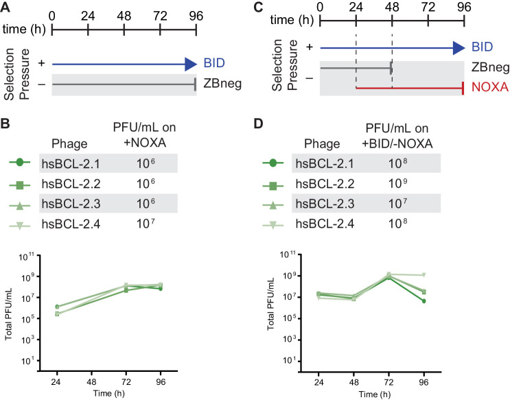 Figure 8—figure supplement 1.