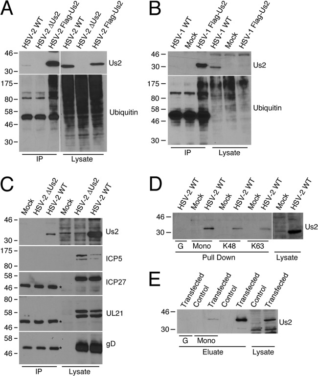 Fig 9