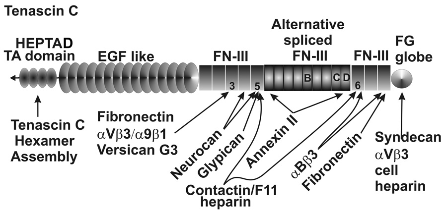 Fig. 8