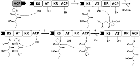 Fig. 1.