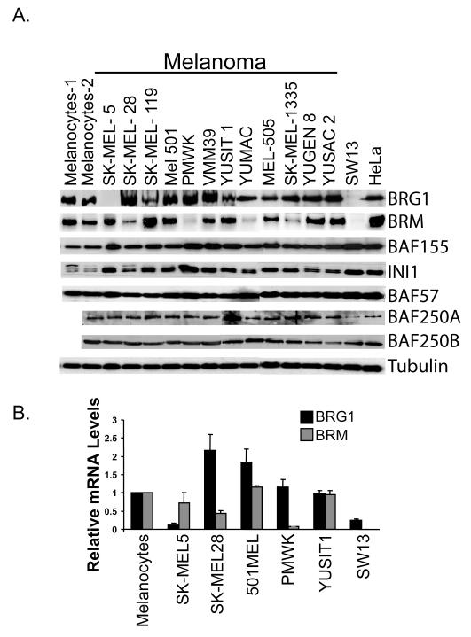 Figure. 1