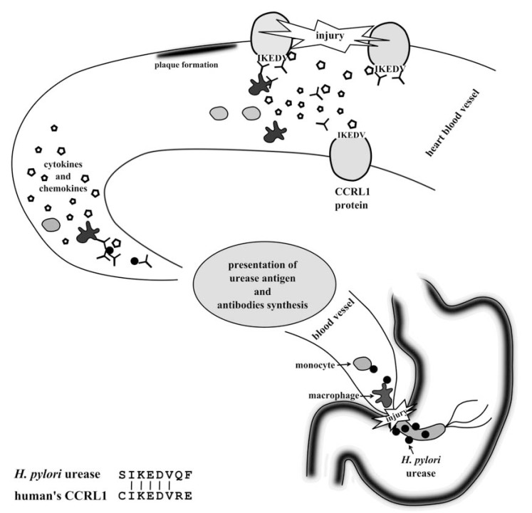 Fig. (7)