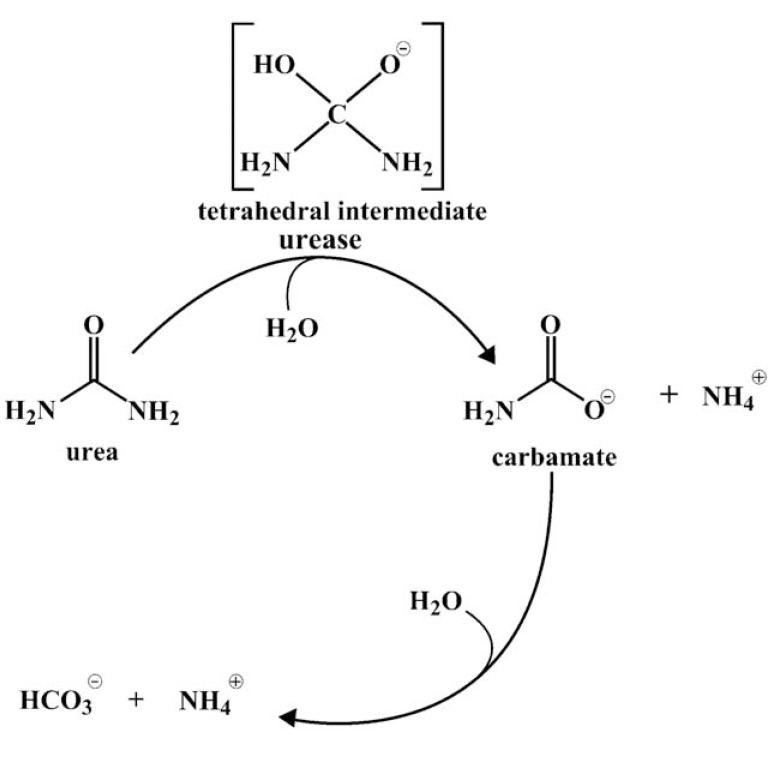 Fig. (1)