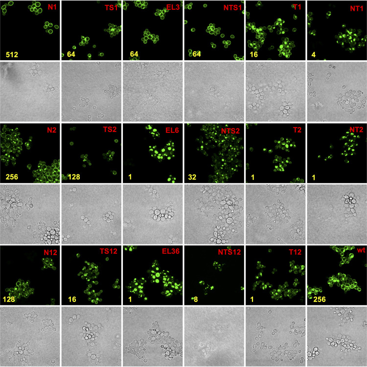 FIG 3