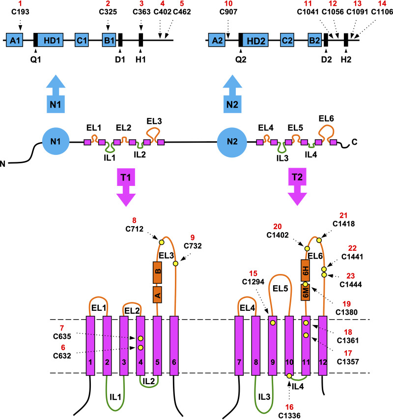 FIG 1