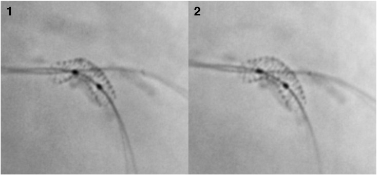 Fig. 2