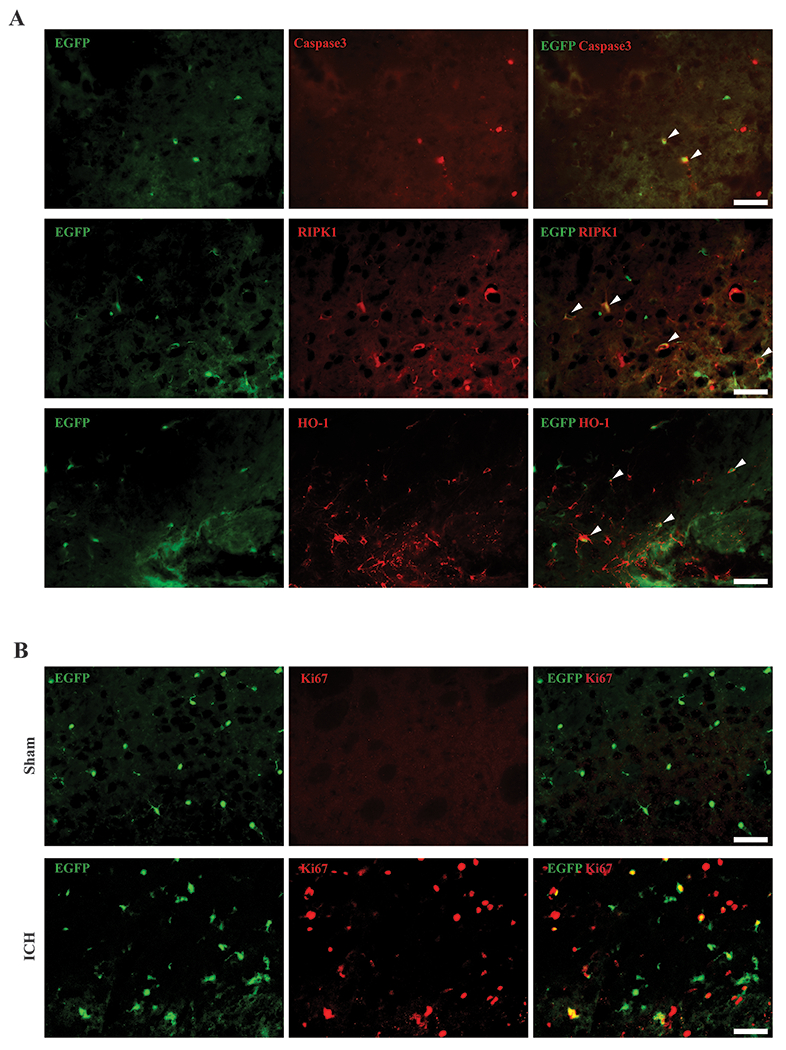 Figure 2: