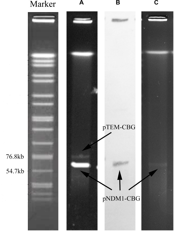 FIGURE 2