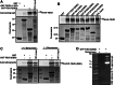 Fig. 7