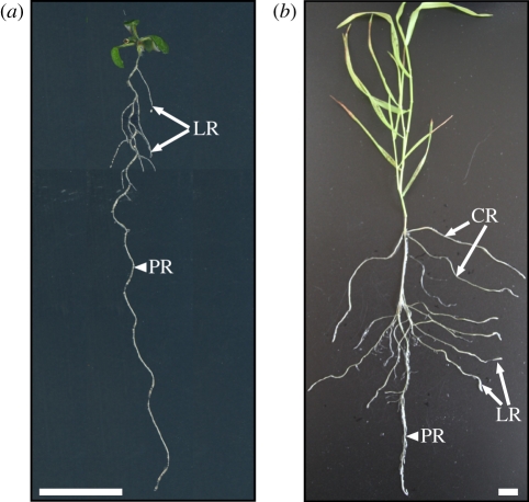 Figure 1.