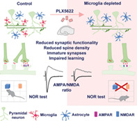 graphic file with name GLIA-70-173-g002.jpg