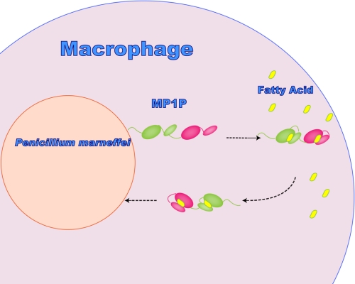 FIGURE 7.