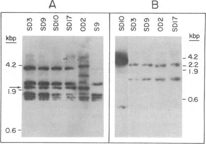 graphic file with name pnas00634-0113-a.jpg