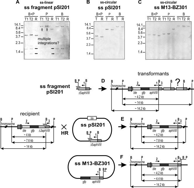 FIG. 3.