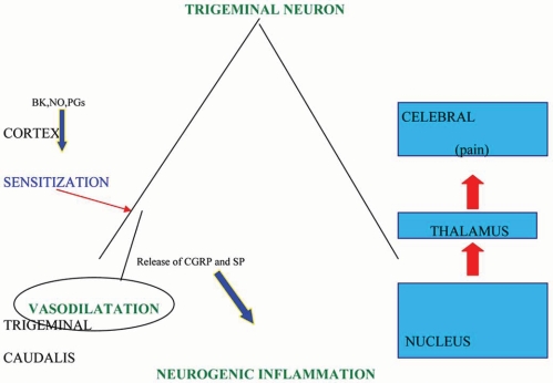 Fig. (1). Role of the trigeminal neuron in the migraine attack.