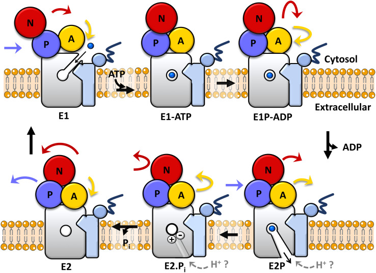 Fig. 1