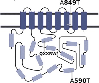 Fig. 1