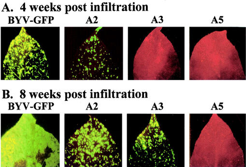 FIG. 3.