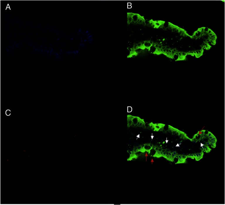 Fig. 2.