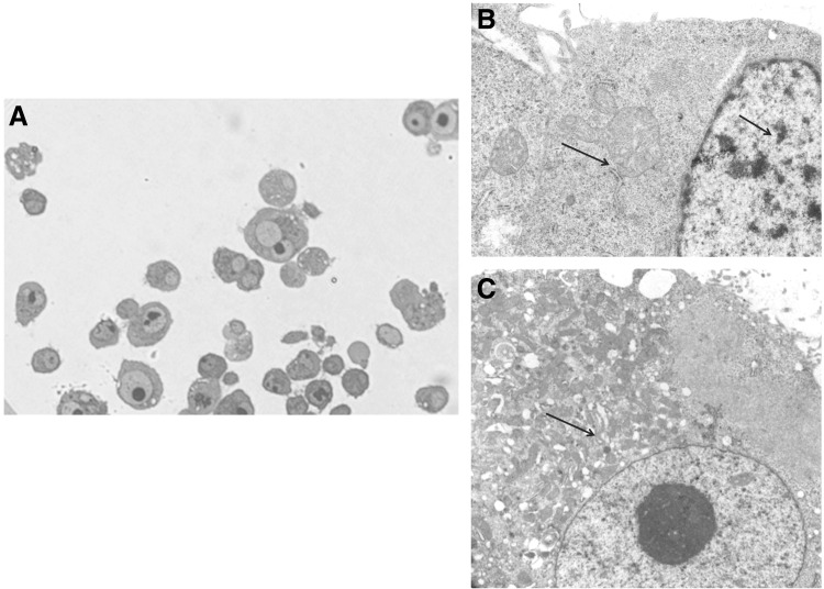 FIG. 11.