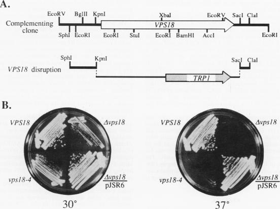 graphic file with name molcellb00036-0027-a.jpg