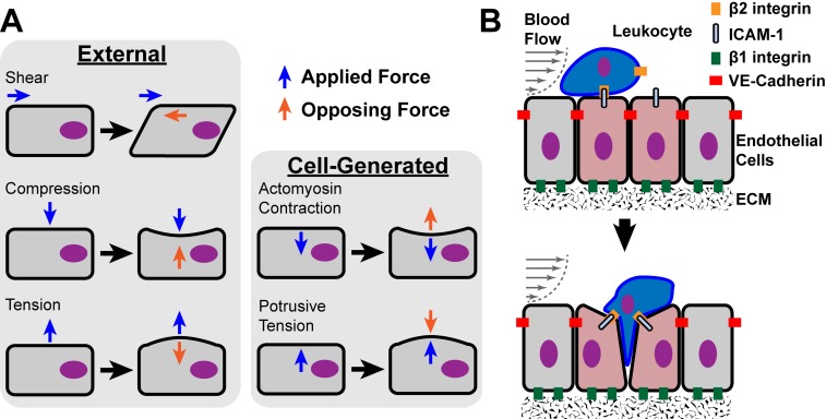 Fig. (1)