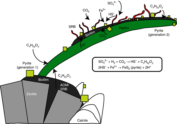 Fig. 8