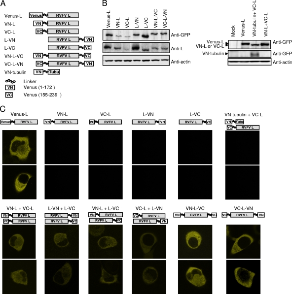 FIG. 6.