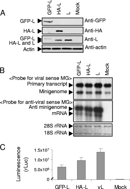 FIG. 1.