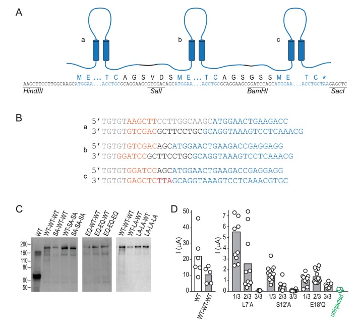 Figure 4—figure supplement 2.