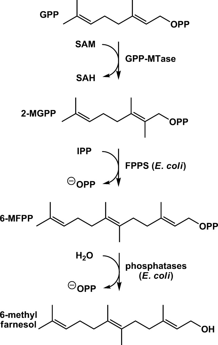 Fig 5