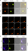 Figure 3