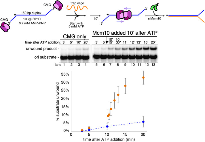 Mechanism of eukaryotic origin unwinding is a dual helicase DNA ...