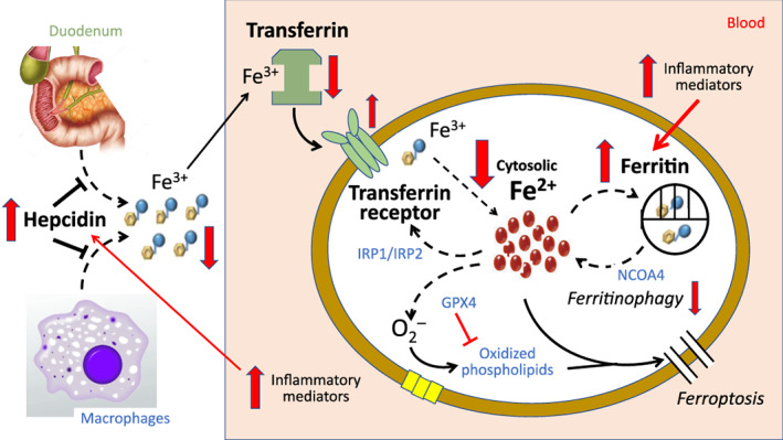 EJHF-2731-FIG-0002-c